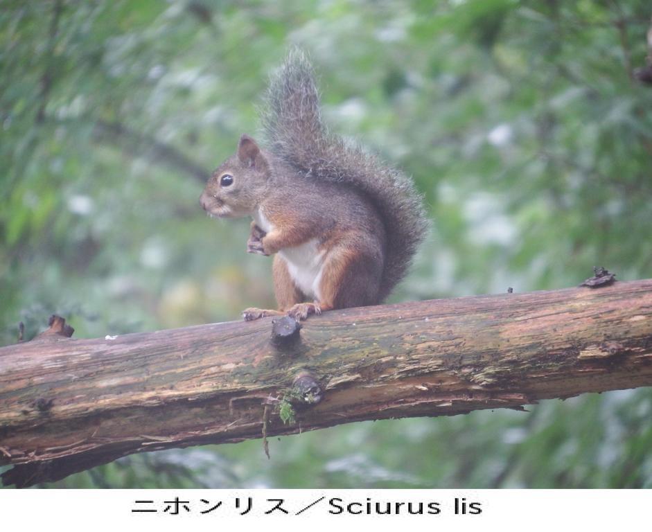 Pension Country Diary Yamanakako Luaran gambar